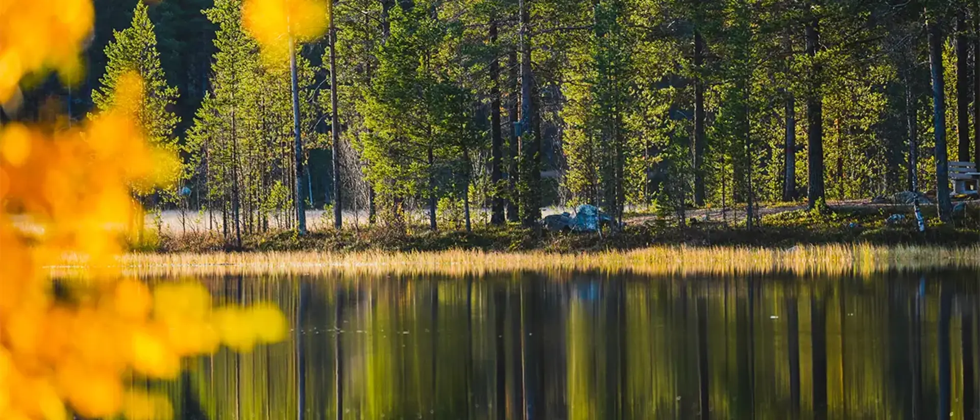 Bild av sjö omgiven av tallskog. I förgrunden gula löv. Foto: CJ Utsi