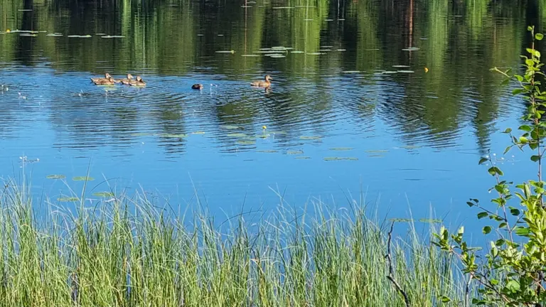 Viktig information: Undvik bad i fjällsjön Njalla på grund av algblomning
