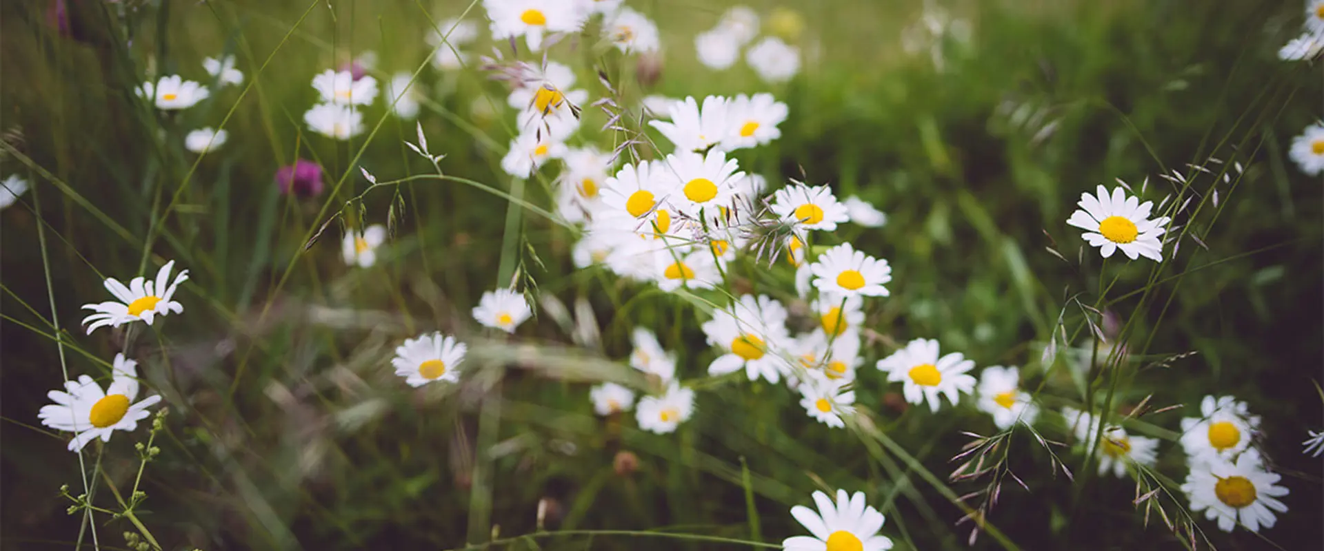 Blommande prästkragar. Foto.