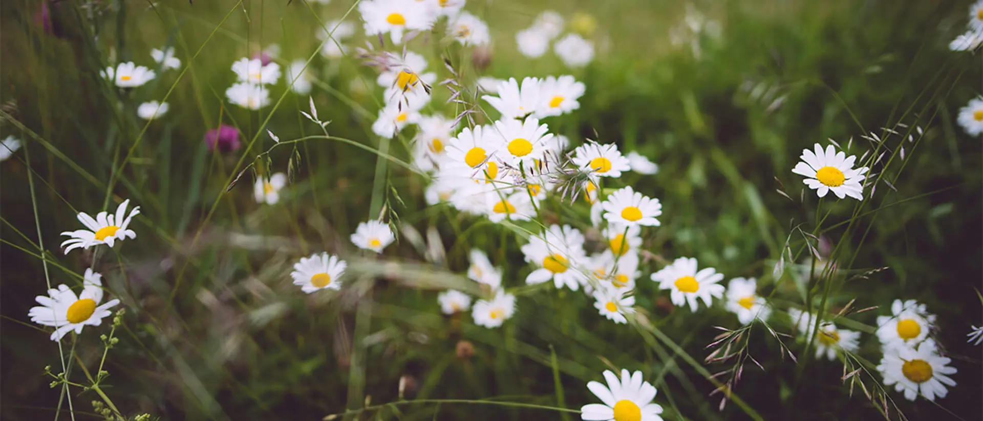 Blommande prästkragar. Foto.