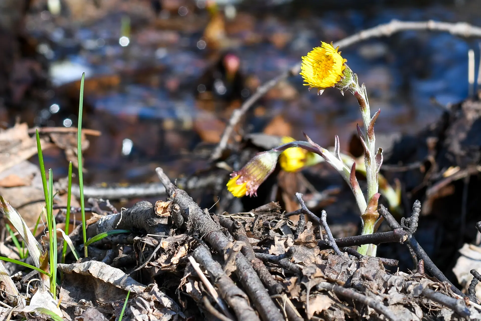 Blomma i Tussilagolunden
