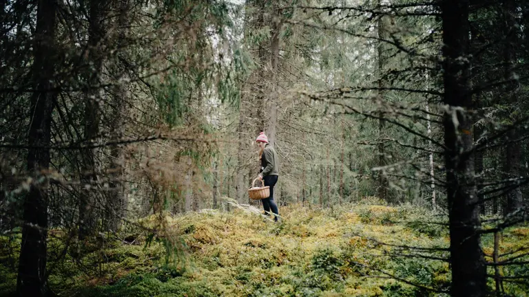Så samsas vi i skogen under älgjakten