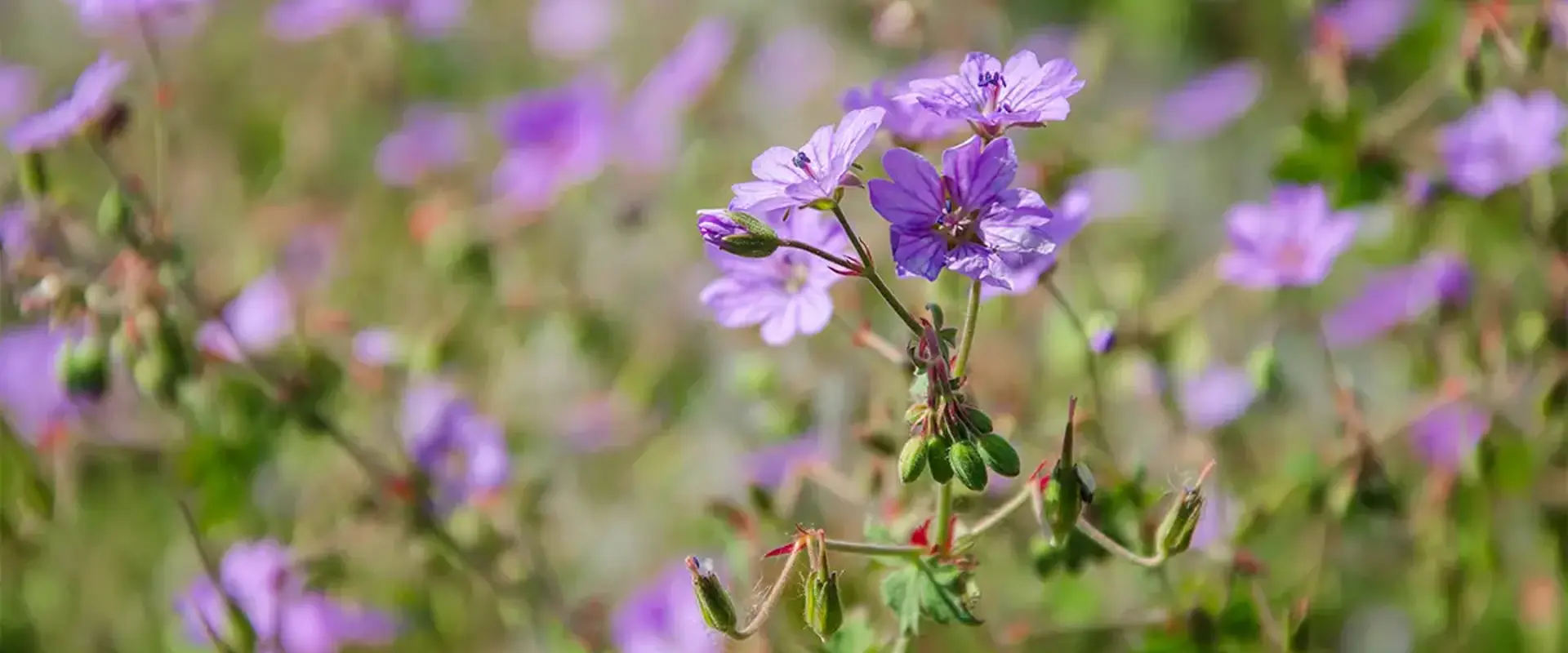 Närbild på lila blomma: midsommarblomster. Foto