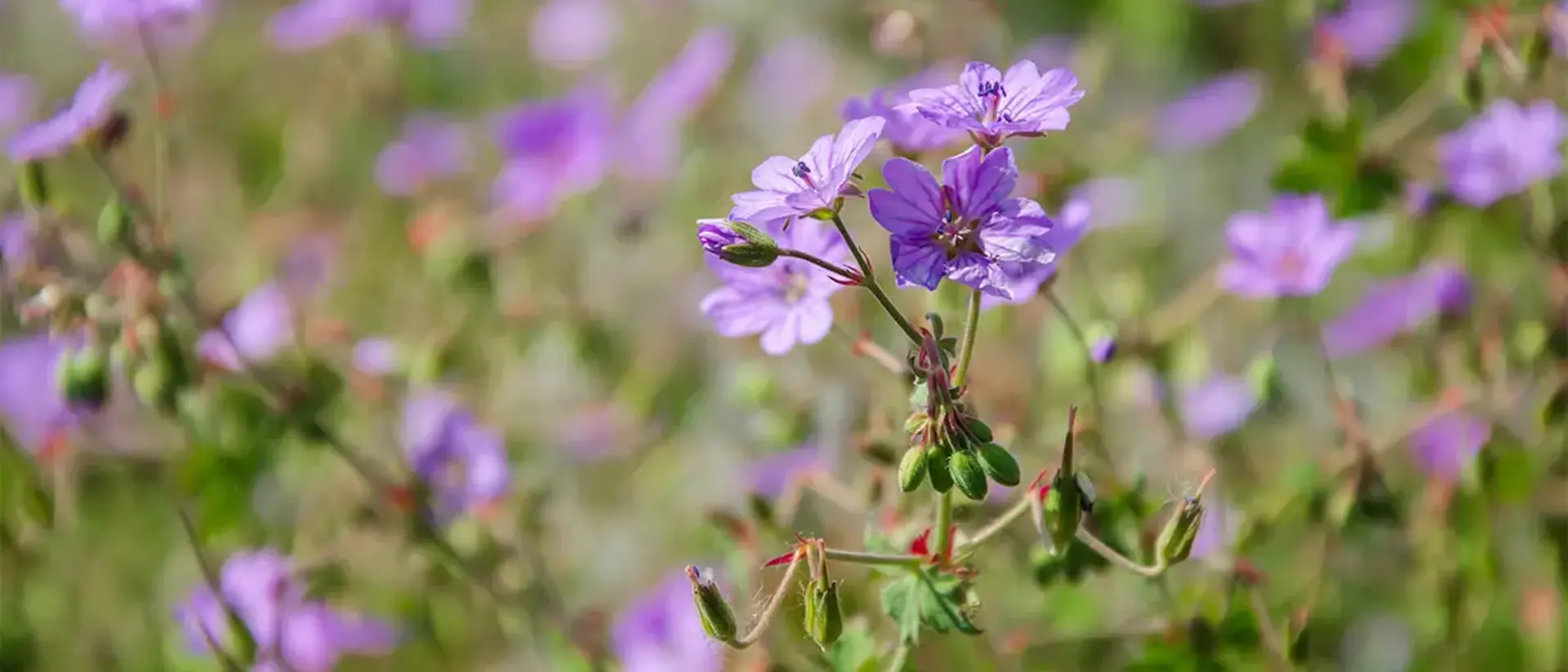 Närbild på lila blomma: midsommarblomster. Foto