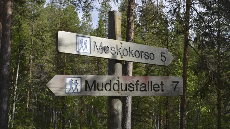 Muddus - Urskogen runt hörnet